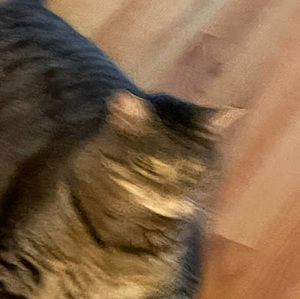 Meet your Posher, Angela